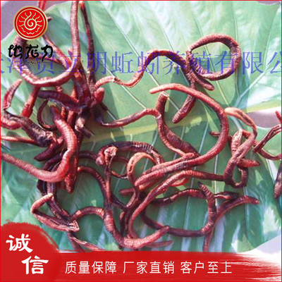 冻干蚯蚓 干蚯蚓 蚯蚓干 冻干蚯蚓产品 供应贾立明大平二号贾立明干蚯蚓、蚯蚓激酶 蚓激酶粉末 蚓激酶图片_高清图_细节图-地龙力生物工程