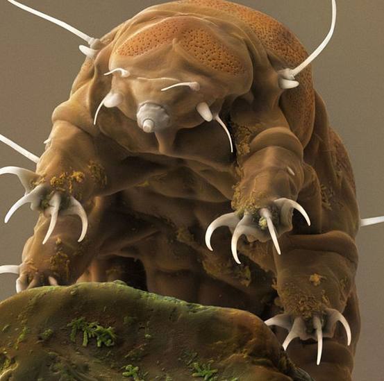 四种奇异海洋生物,外形奇特如外星生物